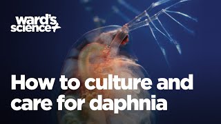 Caring and Culturing for Daphnia [upl. by Acherman]