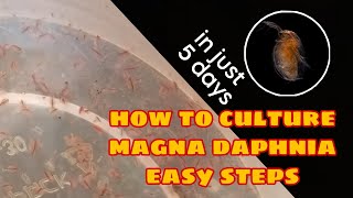 How to Culture Magna Daphnia Easily [upl. by Candida]