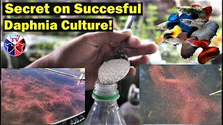 How to Culture Daphnia Successfully [upl. by Uuge79]