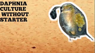 HOW TO CULTURE DAPHNIA NATURALLY WITHOUT A STARTER [upl. by Liahcim]