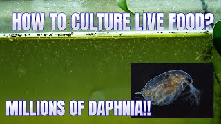 How to Culture Daphnia Secret Method to Breed MILLIONS  Simply Aquatic [upl. by Aelc]