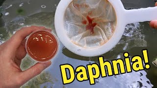 How I Culture Daphnia In Outdoor Tubs [upl. by Arnaldo138]