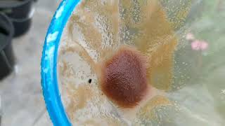 How to culture daphnia moina in a small container Part 1 English Subtitle [upl. by Arymas]