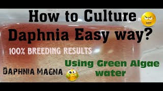 Daphnia MagnaHow to Culture Daphnia Easy wayCulturing Daphnia using Green water Daphnia [upl. by Vinay]