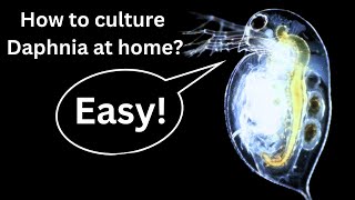 BEST Live Fish Food Beginner guide How to Culture Daphnia at home [upl. by Esoranna]