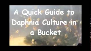 How to culture daphnia outside [upl. by Relyks]