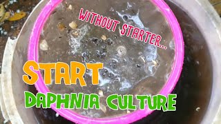 How to culture daphnia moina the easy way 1  Starting the Daphnia culture [upl. by Olnton]