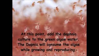 Daphnia  How to grow daphnia in your home [upl. by Zollie]