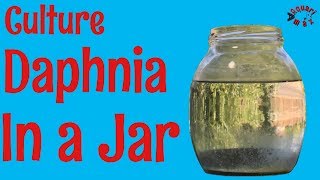 How to Culture Daphnia in a Jar [upl. by Airotkciv]