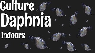 How to Culture Daphnia [upl. by Sikata77]