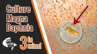 How to culture DAPHNIA MAGNA  The easy way [upl. by Ycniuq684]