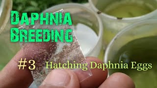 Daphnia Culture made simple and easy 3  Hatching Daphnia eggs [upl. by Aidnyl]