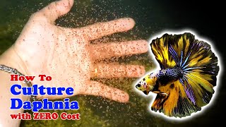 How to Culture Daphnia with ZERO Cost  Unlimited Live Food For Our Fish [upl. by Chip]