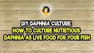 DIY Daphnia Culture How to Culture Nutritious Daphnia as Live Food for Your Fish [upl. by Kalasky]