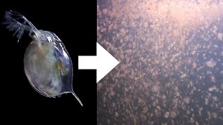 How I Culture Daphnia [upl. by Chapland]