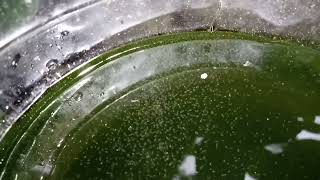 DAPHNIA MOINA CULTURE IN A SMALL BUCKET [upl. by Aliehc]