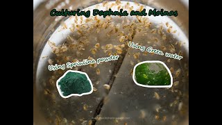 How To Culture Daphnia and Moinas using Green Water Spirulina powder [upl. by Armilda806]