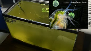 Raising Daphnia for the Freshwater Aquarium [upl. by Yxor]