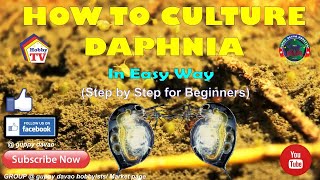 HOW TO CULTURE DAPHNIA In Easy Way [upl. by Nalim]